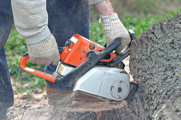 Best Arborist Consultation Services  in Viola, IL