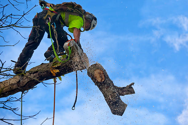 How Our Tree Care Process Works  in  Viola, IL